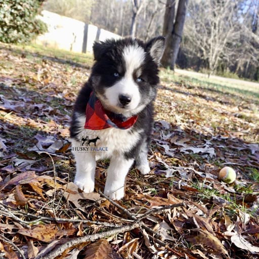 AKC Biscuit 6